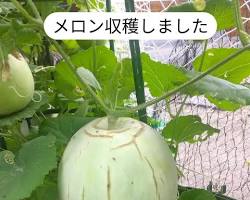 meron
